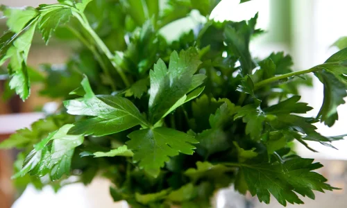 تعرف على تجربتي مع رجيم البقدونس