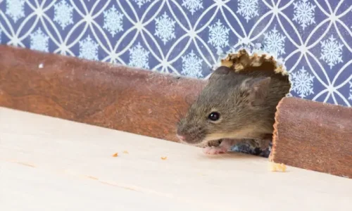 كيف اقضي على الفئران في بيتي؟