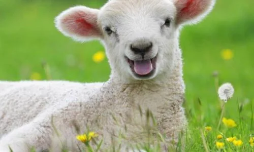 ما تأويلات رؤية الخراف الصغيرة في المنام لابن سيرين؟