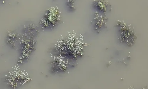 ما تأويلات رؤية الخروج من الماء العكر في المنام لابن سيرين؟