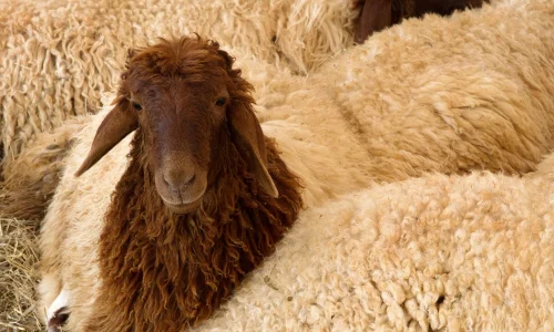 ما تفسيرات ابن سيرين لرؤية الخروف المعلق في المنام؟