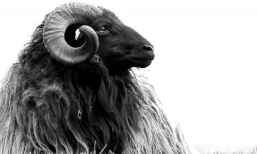 ما تفسيرات رؤية الغنم الاسود في المنام لابن سيرين؟