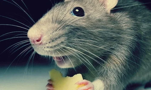 ما تأويل ابن سيرين لرؤية الفأر الكبير في المنام للعزباء؟