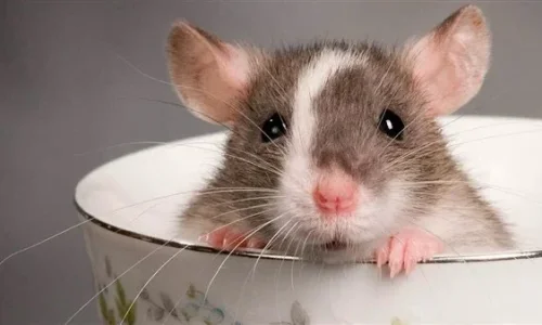 ما تفسيرات رؤية الفأر في الحلم للحامل لابن سيرين؟