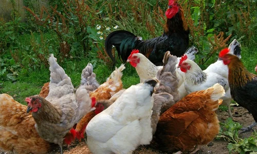 ما تأويل رؤية الفراخ الصاحية في المنام لابن سيرين؟