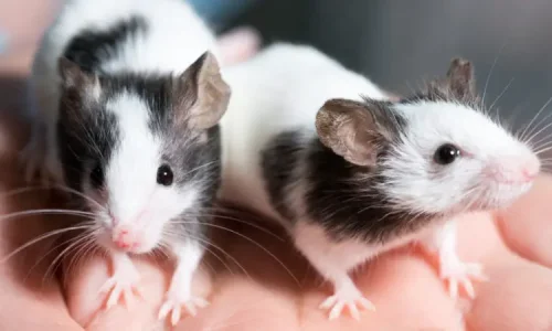 ما تأويل رؤية الفار الصغير في المنام للمتزوجة؟