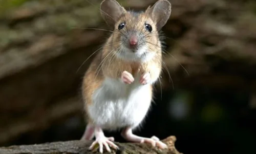 ما تأويلات رؤية الفار بالمنام لابن سيرين؟