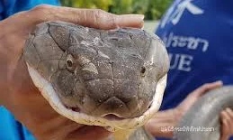 تعرف على تأويلات ابن سيرين لرؤية امساك افعى في المنام