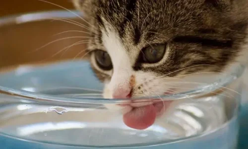 تعرف على تفسير حلم سقي الماء للحيوانات في المنام لابن سيرين