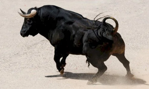 تعرف على أهم 50 دلالة لابن سيرين لرؤية الثور بالمنام