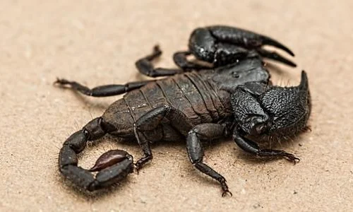 ما هي أهم تفسيرات ابن سيرين للحلم في عقرب اسود في المنام؟