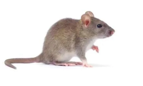 تعرف على أهم تأويلات كبار المفسرين للحلم في فار في المنام