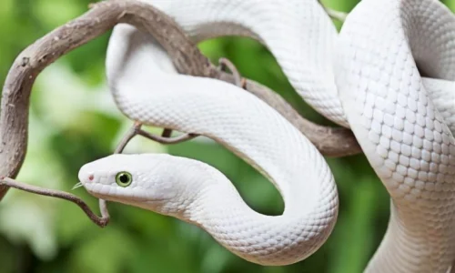 اعرف أكثر عن تفسير الحية البيضاء في المنام لابن سيرين