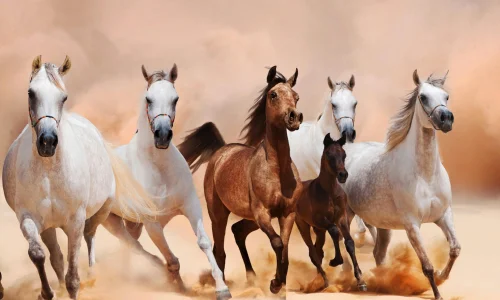 تعرف على تفسير الخيول لابن سيرين