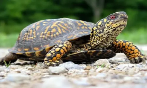 ما هو تفسير حلم السلحفاة الخضراء الكبيرة لابن سيرين؟