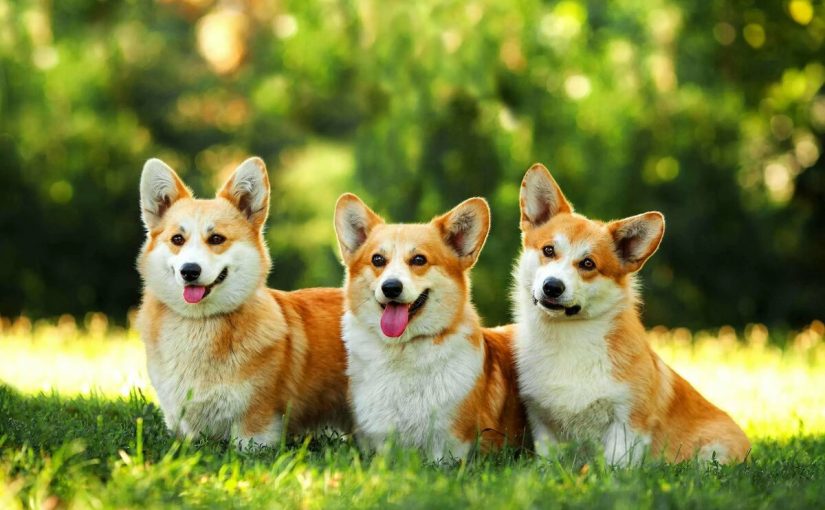 تعرف على تفسير رؤية الكلاب تلاحقني في المنام للعزباء لابن سيرين