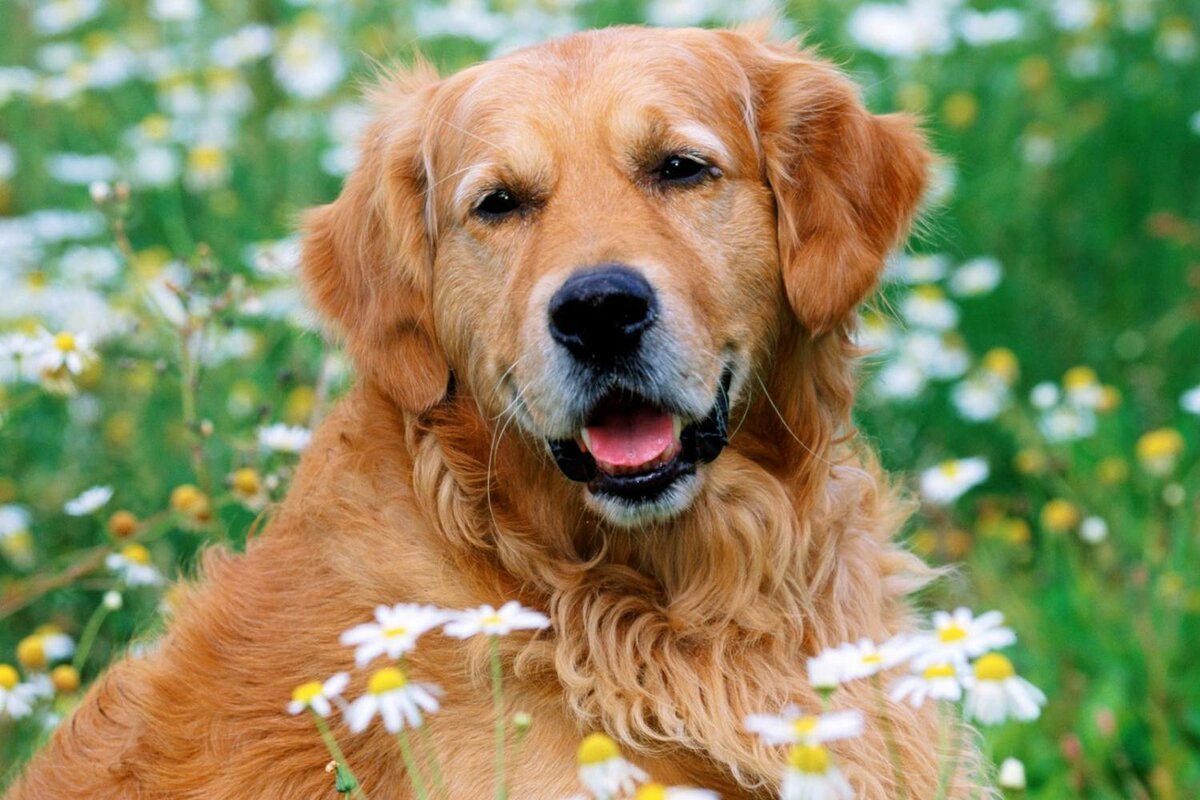 تعرف على تفسير مطاردة الكلاب في المنام للعزباء لابن سيرين