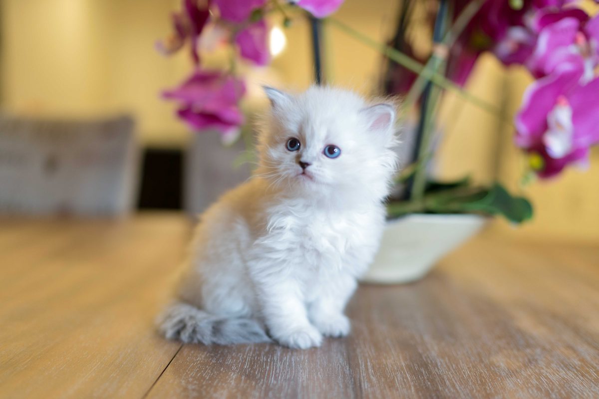 اعرف أكثر عن تفسير رؤية القط الأبيض في المنام لابن سيرين