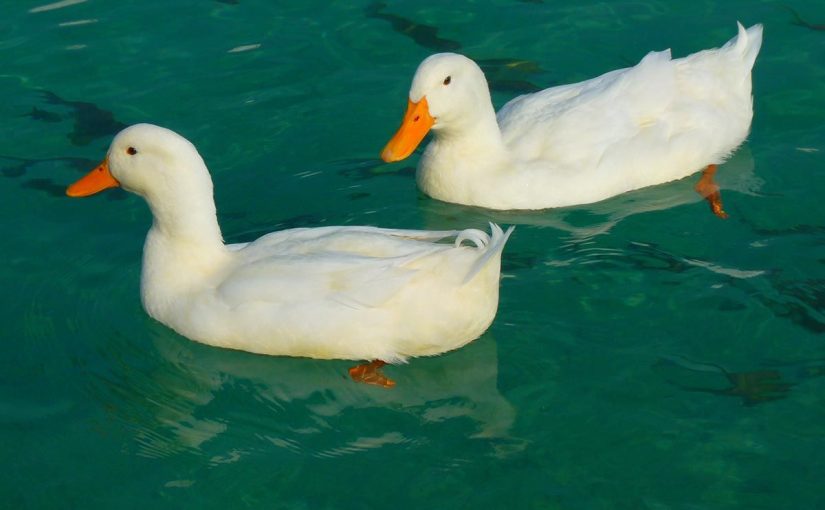 ما هو تفسير رؤية البط في المنام للمتزوجة لابن سيرين