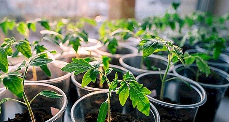 تفسير شتلات الزرع في المنام للمتزوجة لابن سيرين