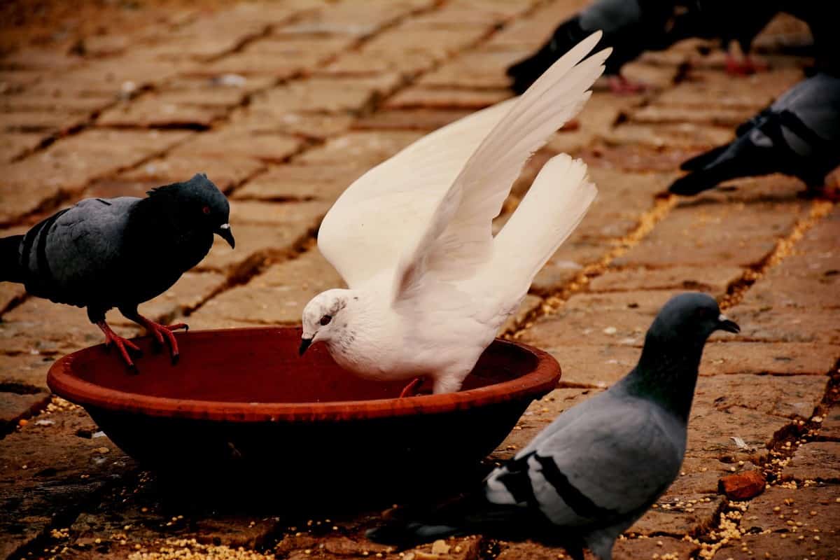 تفسير الحمامات في المنام للمتزوجة لابن سيرين