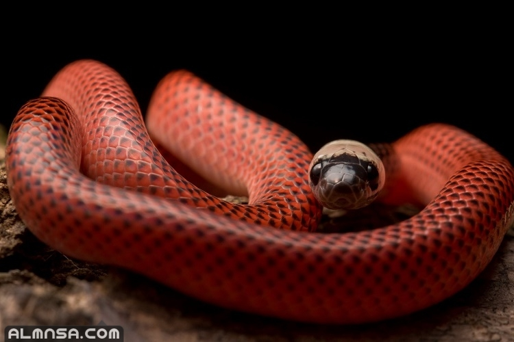 تعرف على تفسير حلم الثعبان الأحمر لابن سيرين