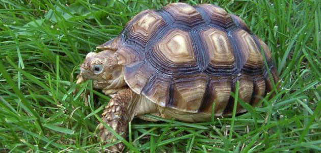 أهم 20 تفسير لحلم السلحفاة لابن سيرين