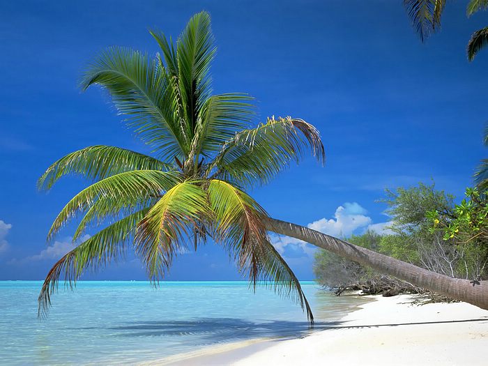 تعرف على تفسير حلم النخل في المنام لابن سيرين