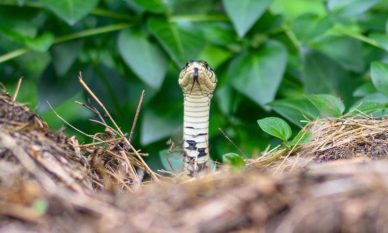 ما تفسير حلم ثعبان يلاحقني وانا خائف للعزباء في المنام لابن سيرين