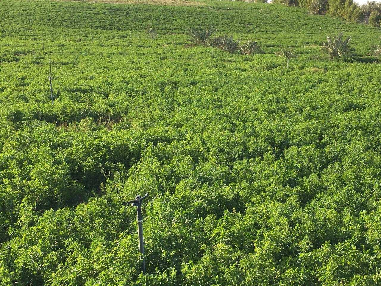 أهم 20 تفسير لحلم شراء أرض لكبار العلماء