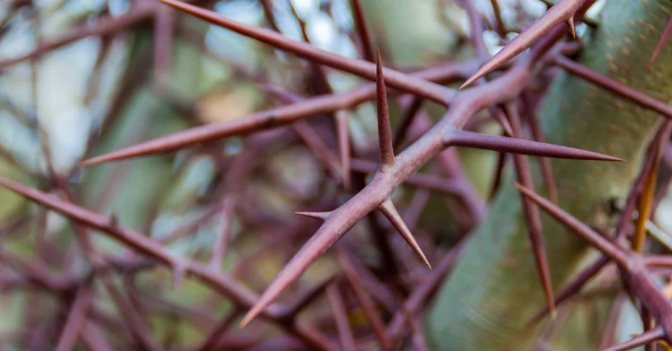 ما تفسير رؤية الشوك في المنام للمتزوجة لابن سيرين