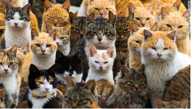 تأويلات ابن سيرين لرؤية القطط في المنام للمتزوجة