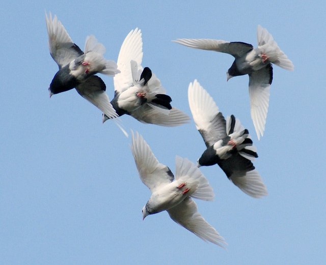 أهم تفسيرات رؤية صيد الطير في المنام لابن سيرين