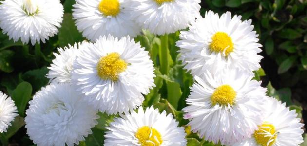 تفسير حلم الورد الأبيض لابن سيرين