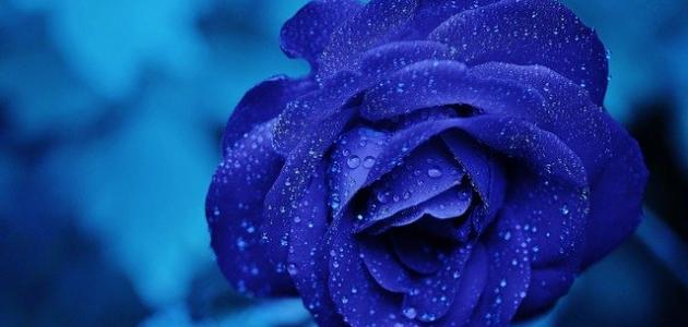 تأويلات ابن سيرين لتفسير الحلم باللون الازرق في المنام