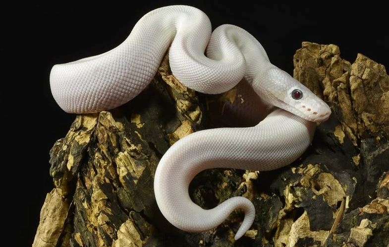 ما تفسير حلم الثعبان الأبيض لكبار العلماء