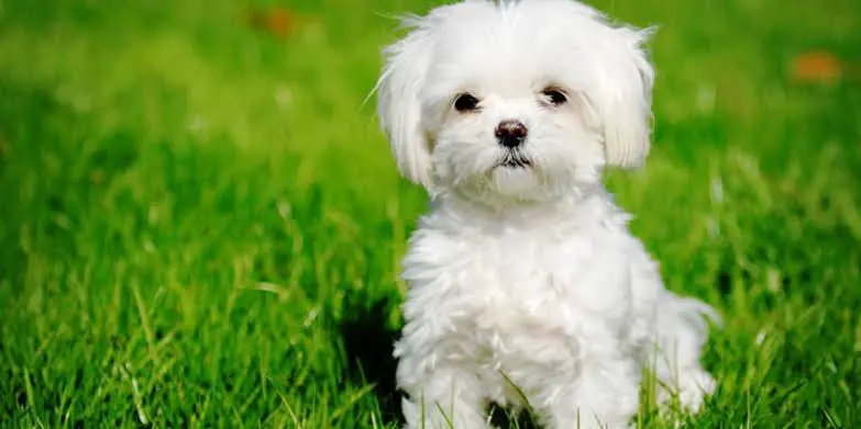 ما تفسير حلم الكلب الأبيض في المنام لابن سيرين