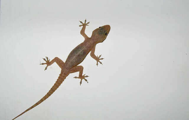 أهم 20 تفسير لرؤية البرص في المنام لابن سيرين