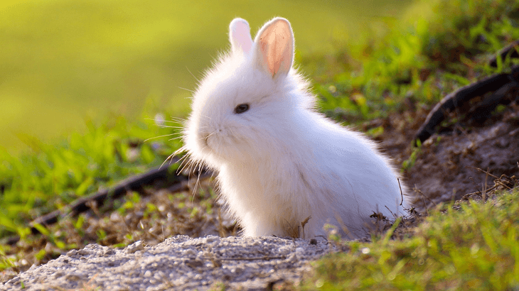 تفسير حلم الأرنب الأبيض لابن سيرين