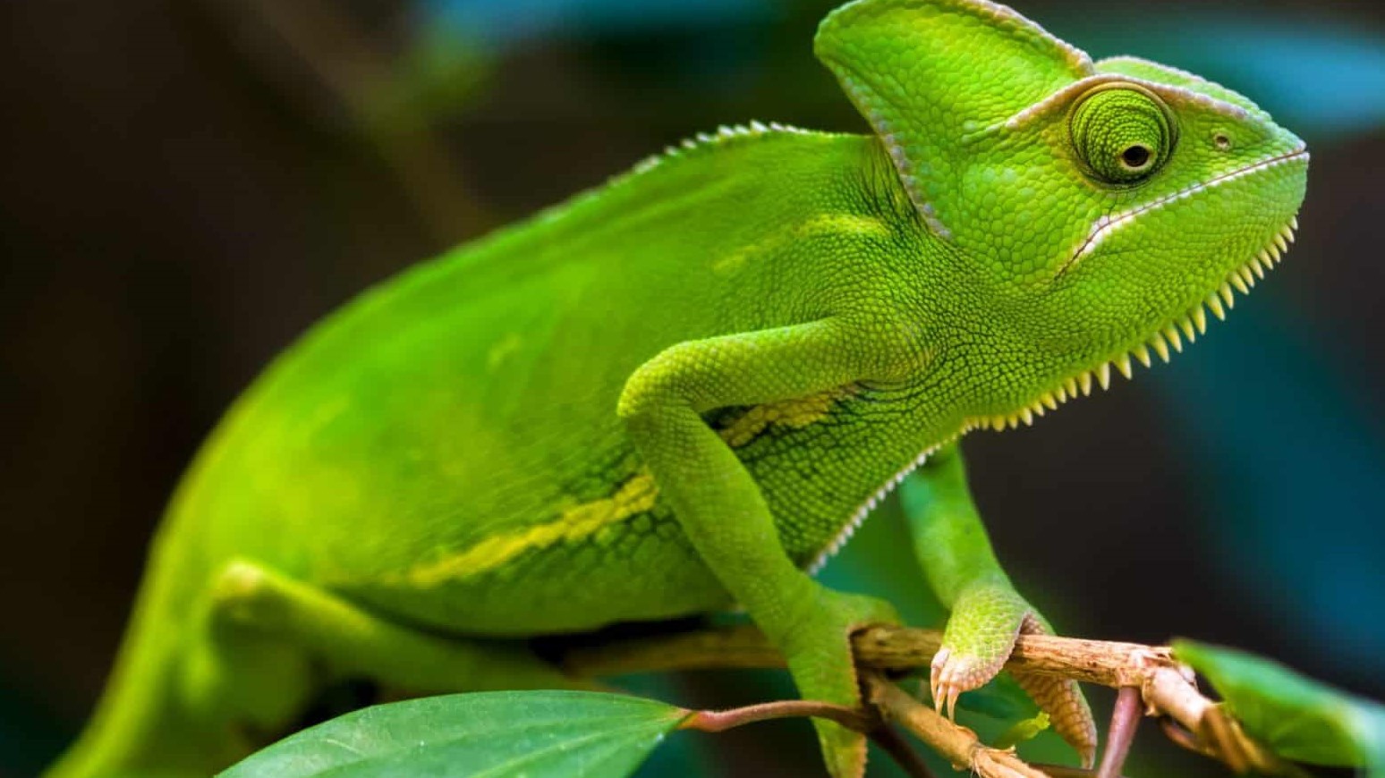 تفسير رؤية الحرباء في المنام لابن سيرين