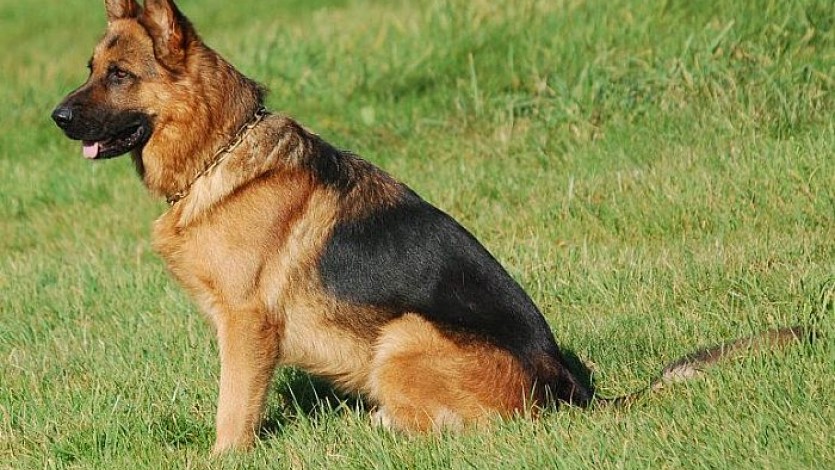 تعرف على معنى الكلب في المنام لابن سيرين