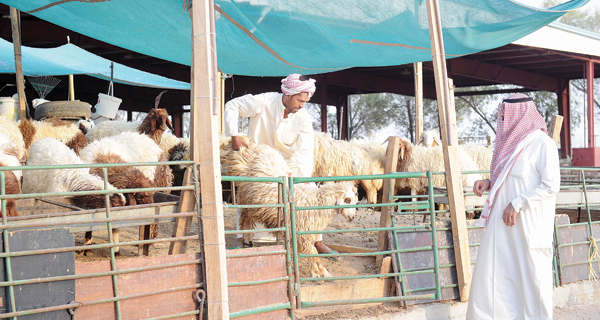 تفسير شراء الغنم في المنام لابن سيرين