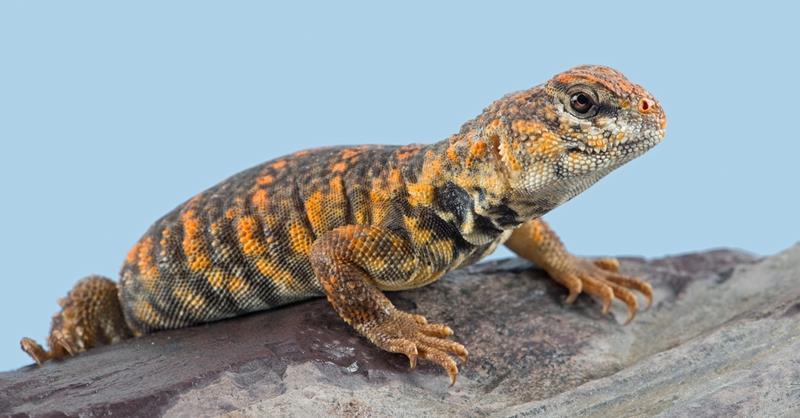 ما تفسير حلم الضب لكبار العلماء