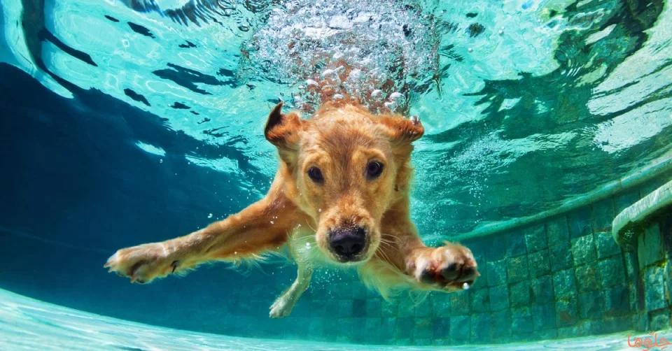 أهم تفسيرات رؤية الكلب في الحلم لابن سيرين