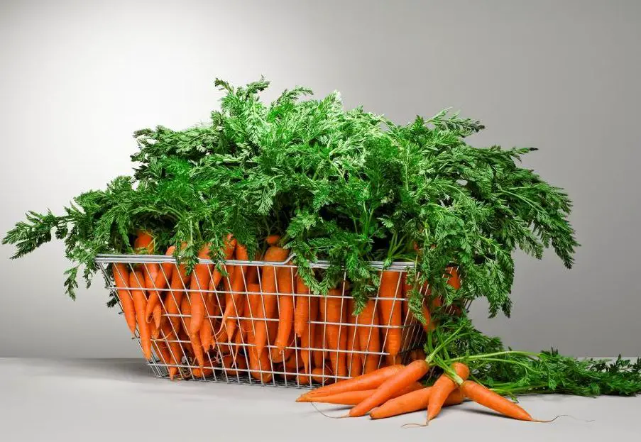 ما تفسير حلم الجزر في المنام لابن سيرين