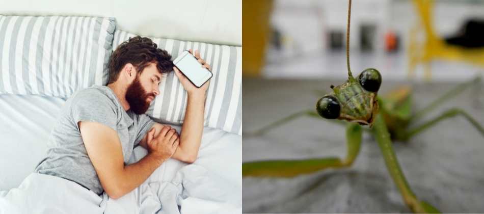 أهم 20 تفسير لحلم الحشرات على جسمي لابن سيرين