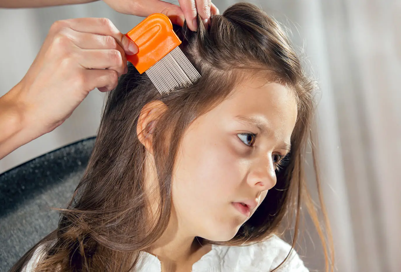 تفسير حلم القمل في شعر بنتي الصغيرة لابن سيرين