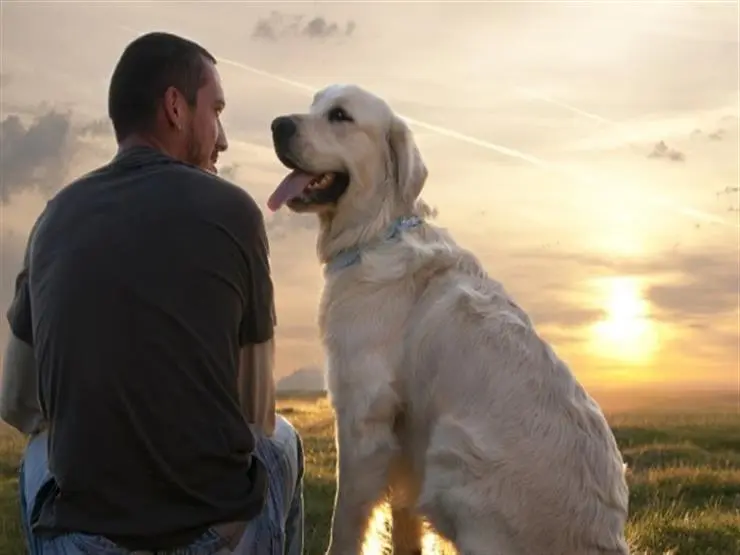 تعرف على تفسير حلم الكلب يهاجمني لابن سيرين