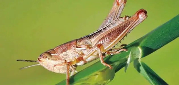 تفسير رؤية الجراد في المنام لابن سيرين