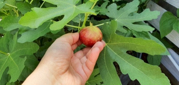 تفسير حلم قطف التين واكله لابن سيرين